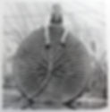 1851 Giant water lily.jpg