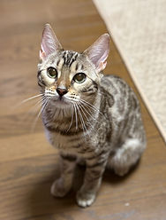 Image - 2025-11-10T113333_edited.jpg