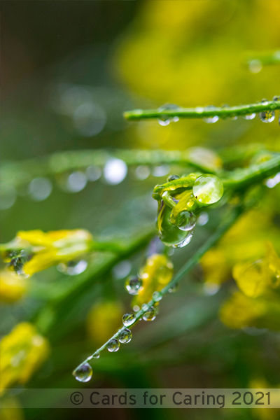 Thumbnail: Refreshing Raindrops