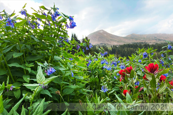 Thumbnail: Mountain Meadows