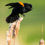 Thumbnail: Bird Bundle