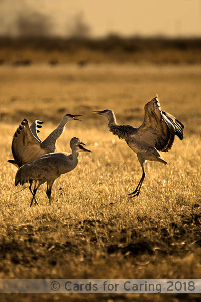 Thumbnail: Crane Collection