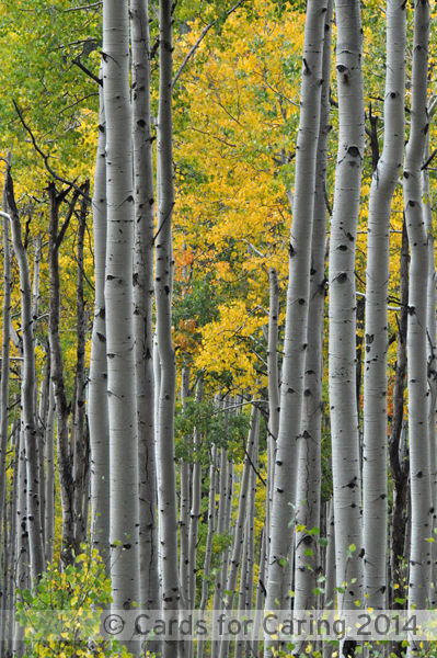 Thumbnail: Fall Forest