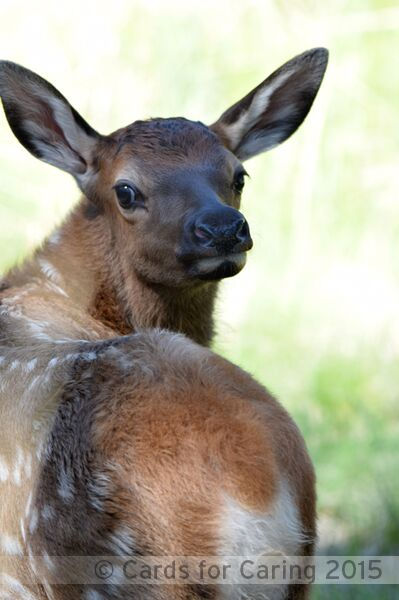 Thumbnail: Endearing Elk