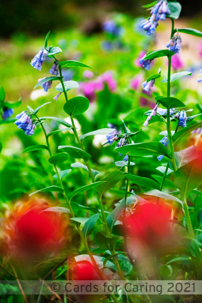 Thumbnail: Mountain Meadows