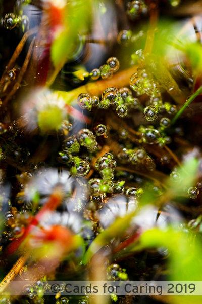 Thumbnail: Underwater Universe