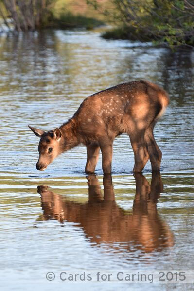 Thumbnail: Endearing Elk