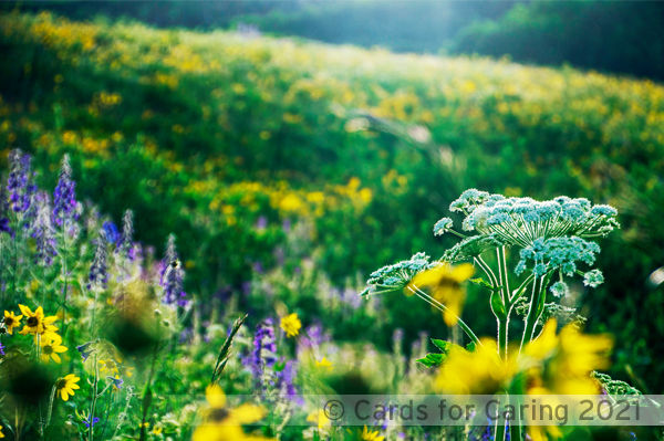 Thumbnail: Mountain Meadows
