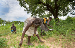 les-femmes-recueillent-les-fruits-de-karite-tombes-l-ecrou-de-qui-est-utilise-pour-la-fabr
