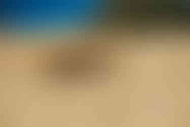 Schildpadden in een woestijnomgeving