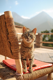 Poes op stoel met bergtoppen op de achtergrond