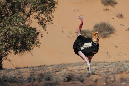Een struisvogel in een natuurpark