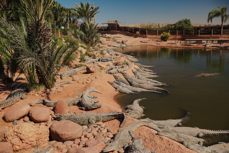 Krokodillen liggend aan het water
