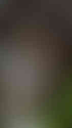 Twee slangen tussen de stenen