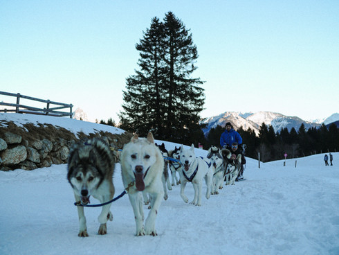 Husky's trekken een slee voort door de sneeuw