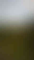 Bloemen langs een beekje in een groene vallei