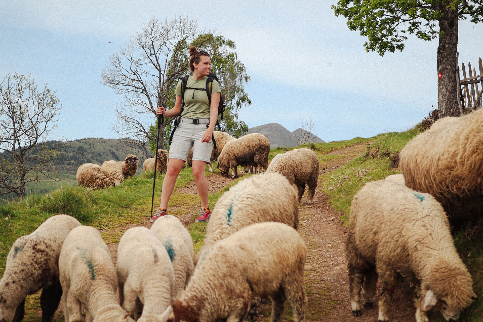 Wandelaar tussen de schapen en lammetjes