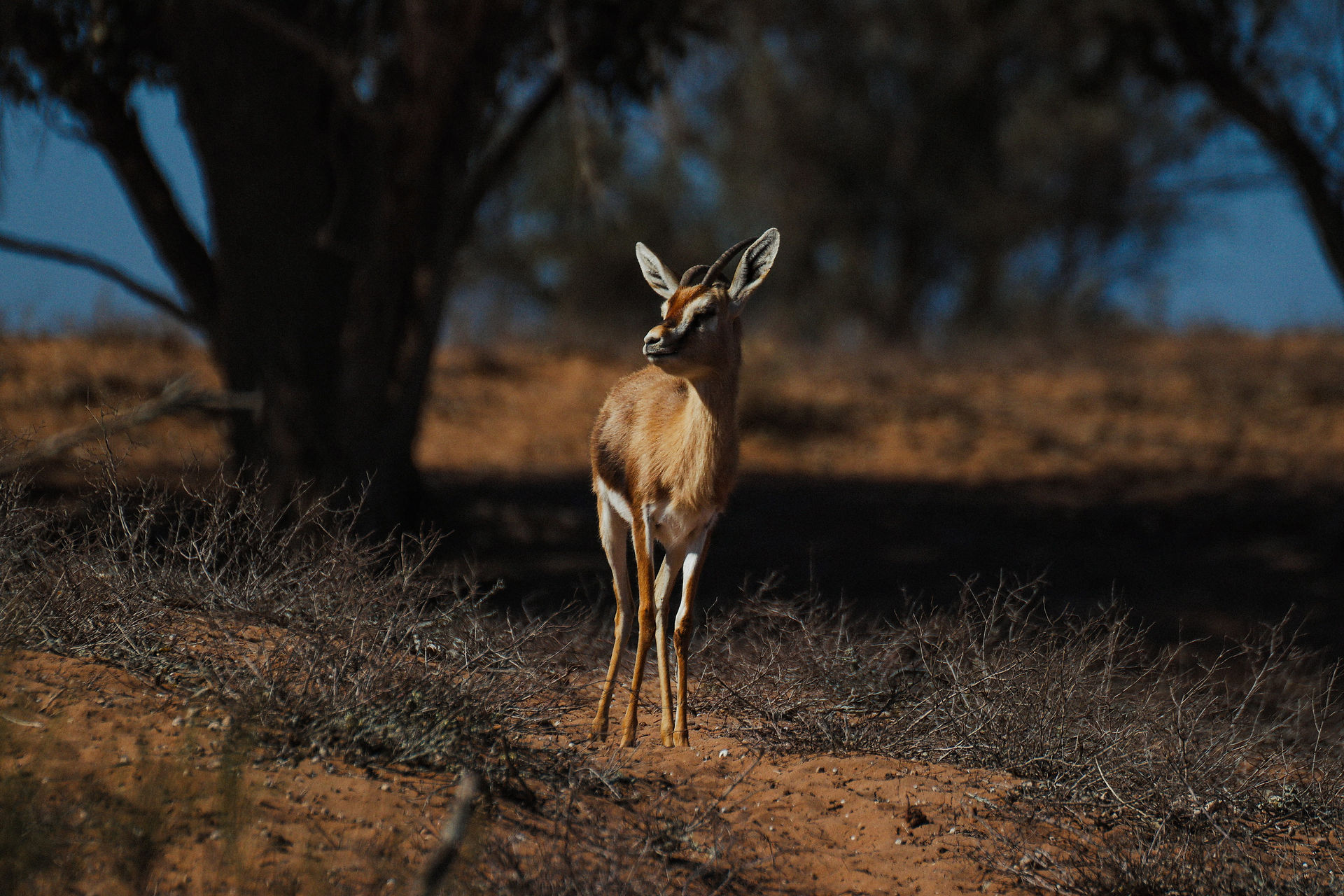 Een kleine gazelle in een natuurpark