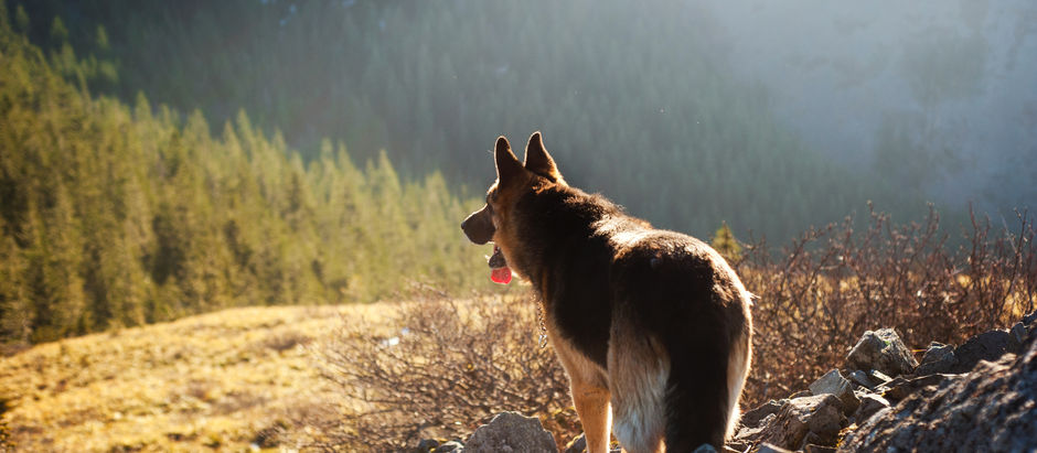 Pet CBD Tales from Around the Globe: Cultural Perspectives on Animal Wellness