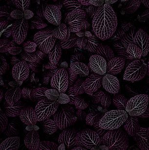purple leafed plant field_edited.jpg