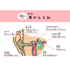 正面から見た耳の仕組み
