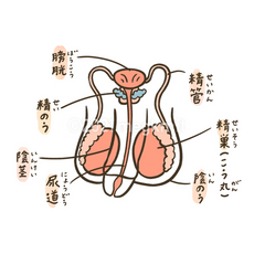 男性器の説明