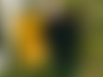 Football Is Freedom: A story of positive vibrations. Inspired by Reggae, Football and Jamaica