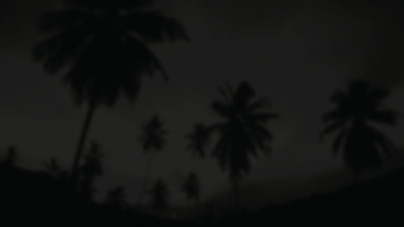 Palm Trees Black.jpg
