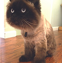 Teddy Bear Cut