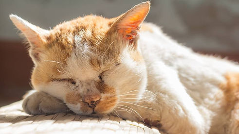 article-senior-cat-health-issue-guide.jpg