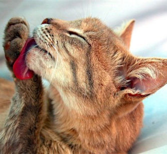 Cat licking it's fur - Catastrophe Cat Grooming