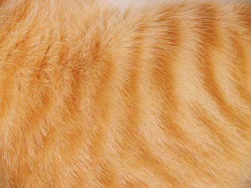 cat fur_edited.jpg