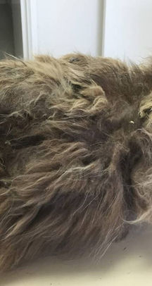 a heavily matted cat. - Catastrophe Cat Grooming