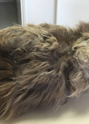 a heavily matted cat. - Catastrophe Cat Grooming
