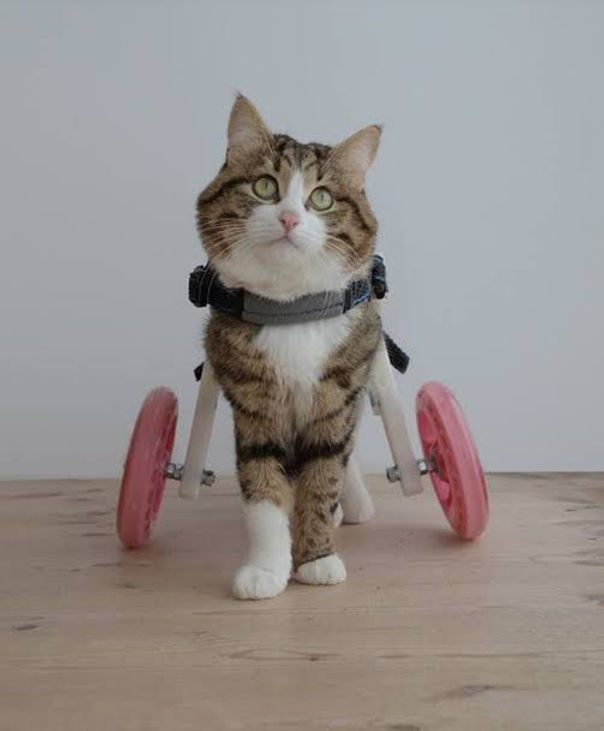 special kitty.jpg