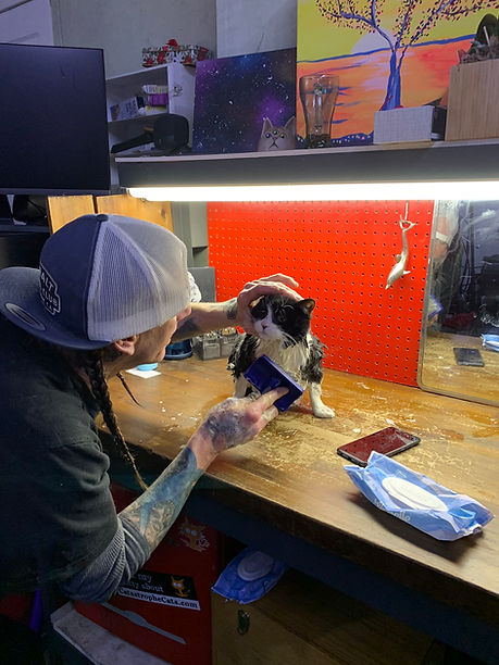 Steve gently brushing a senior tuxedo cat who did a great job at his first cat bath at Catastrophe Cat Grooming