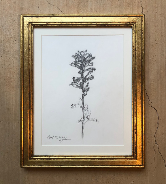 TEXAS INDIAN PAINTBRUSH