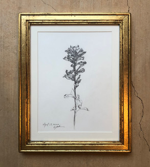 TEXAS INDIAN PAINTBRUSH