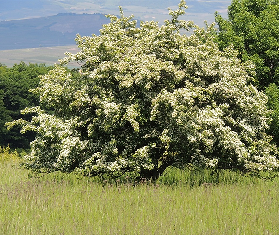 tree.png