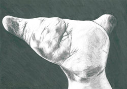 Morphological Features (2014)