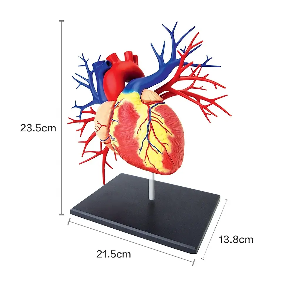 4D Human Heart Anatomy Deluxe Model Kit
