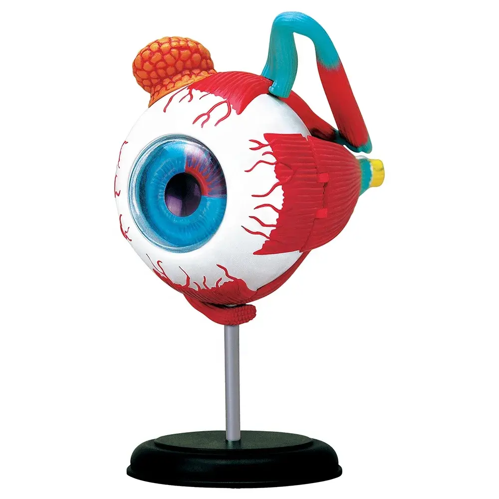 4D Human Eye Anatomy Model Kit