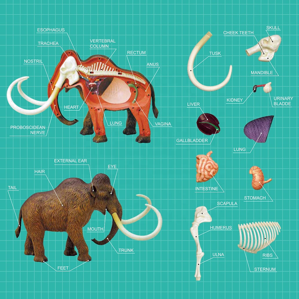Thumbnail: 4D Woolly Mammoth Anatomy Model Kit