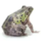 Dark-Spotted Frog Paper Model