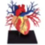 4D Human Heart Anatomy Deluxe Model Kit