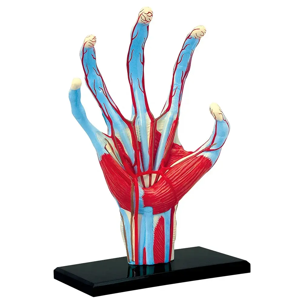 4D Human Hand Anatomy Model Kit