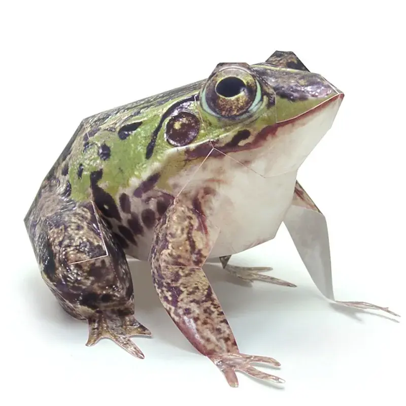 Dark-Spotted Frog Paper Model