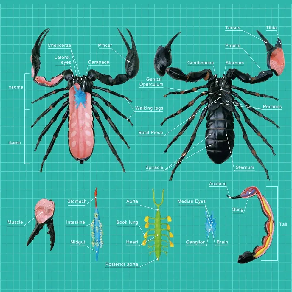 Thumbnail: 4D Scorpion Anatomy Model Kit
