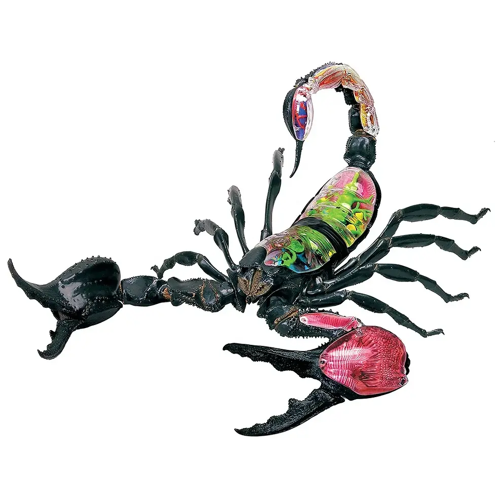 Thumbnail: 4D Scorpion Anatomy Model Kit