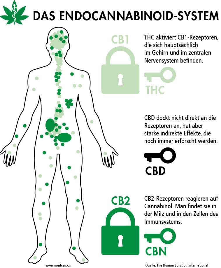 Überblick über das Endocannabinoid-System (Bild: www.medcan.ch)